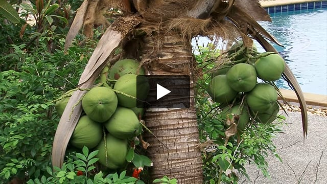 Kanok Buri Resort - video z Giaty